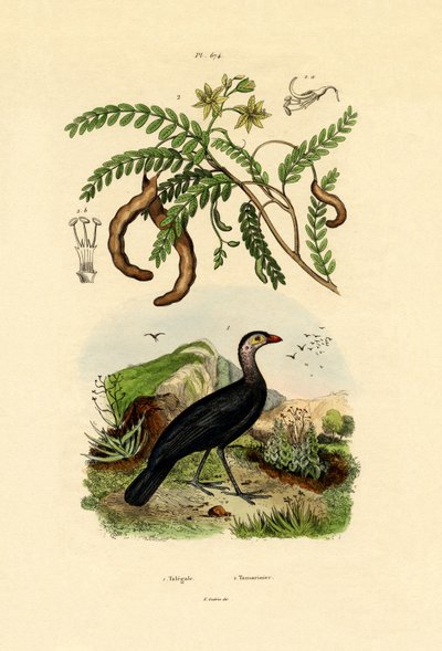 Australian Bush Turkey by French School
